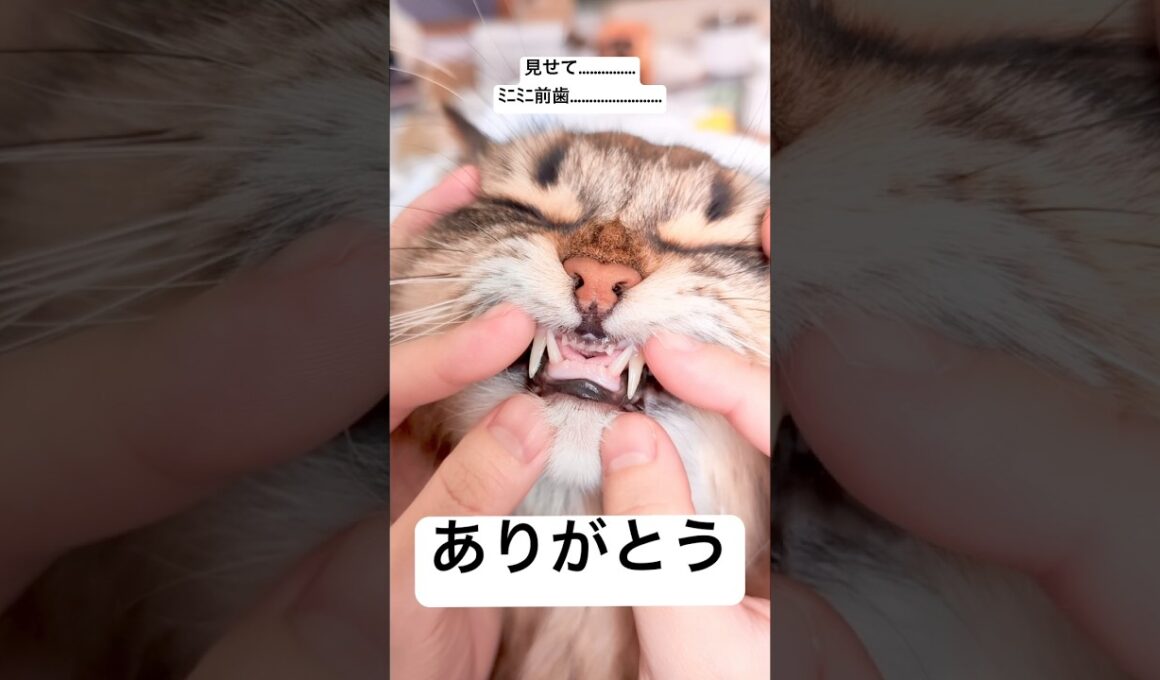 ﾐﾆﾐﾆ前歯見せてくれてありがとう #サイベリアン #cat #猫 #ヤマネコ #ミニミニ前歯