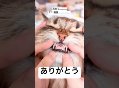 ﾐﾆﾐﾆ前歯見せてくれてありがとう #サイベリアン #cat #猫 #ヤマネコ #ミニミニ前歯