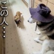 仮装した犬がいたら子猫は気づくのか？