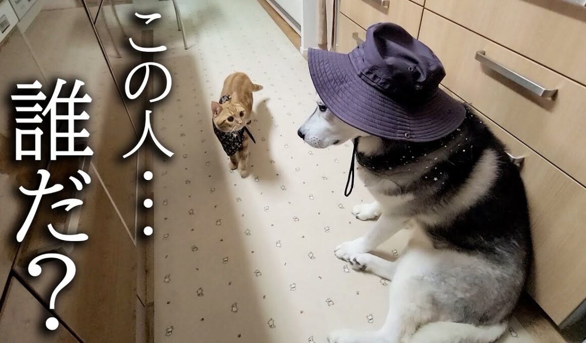 仮装した犬がいたら子猫は気づくのか？