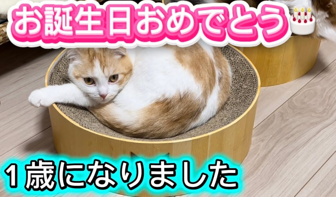 1歳の誕生日＃スコティッシュフォールド折れ耳＃猫の1歳＃可愛い猫