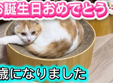 1歳の誕生日＃スコティッシュフォールド折れ耳＃猫の1歳＃可愛い猫
