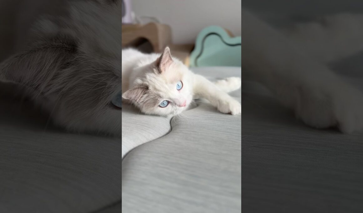 寝転びながら遊ぶラグドールの子猫🐾