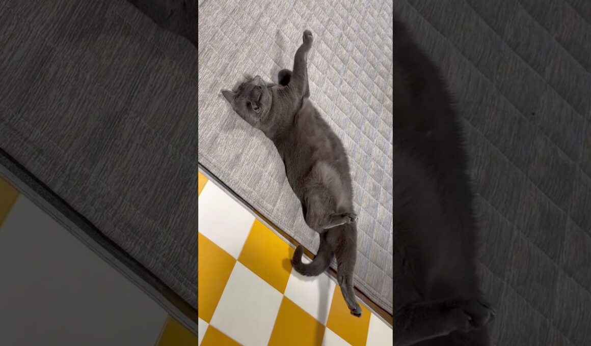 【ロシアンブルー】ただただゴロゴロまったりめろん😙【猫】#shorts