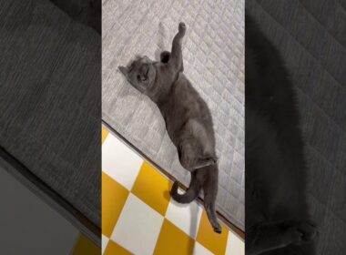 【ロシアンブルー】ただただゴロゴロまったりめろん😙【猫】#shorts