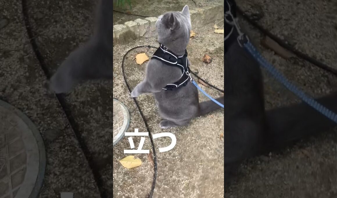 上手に立ちます　ブリティッシュショートヘアな猫