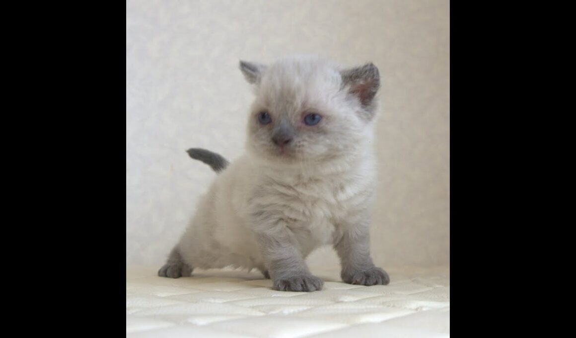 セルカークレックス子猫　Selkirk Rex　2025.９.26産まれ　ブルーポイント　巻き毛　女の子　シーダキャット猫のお店