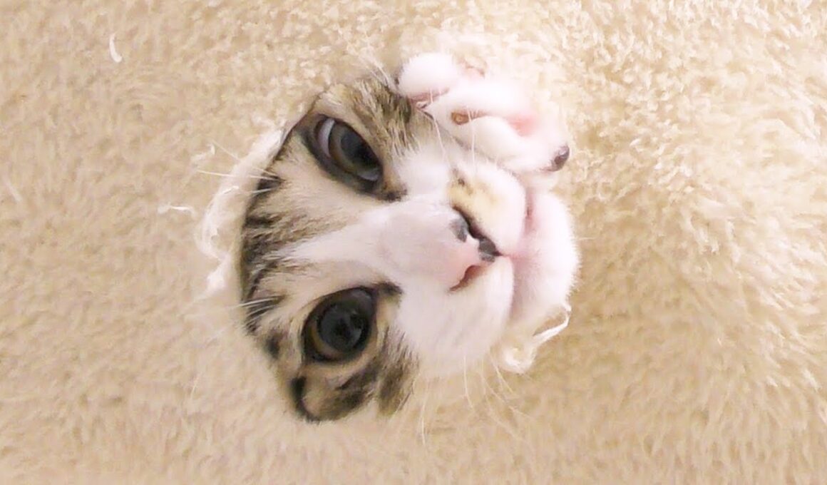 仕事から帰宅したら子猫がキャットタワーに大きな穴を空けてこんな状態になってました...笑