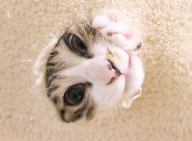 仕事から帰宅したら子猫がキャットタワーに大きな穴を空けてこんな状態になってました...笑