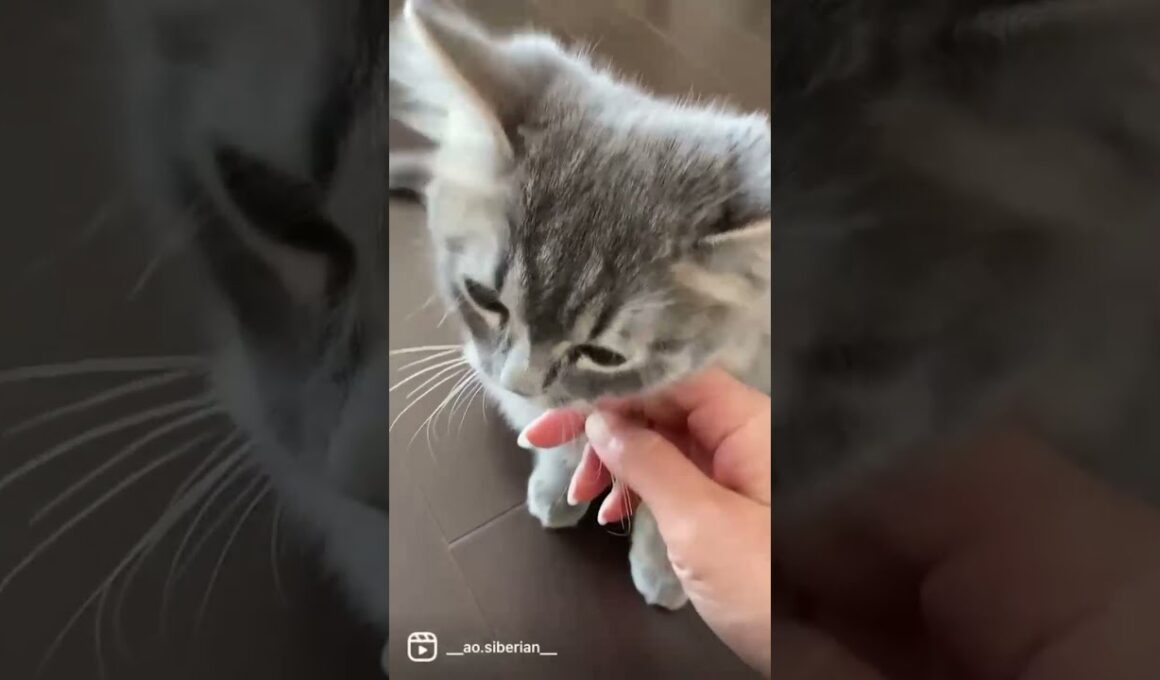 ナデナデしてもいいよ？ #サイベリアン #子猫 #かわいい【#shorts】
