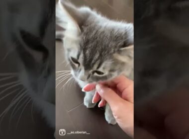 ナデナデしてもいいよ？ #サイベリアン #子猫 #かわいい【#shorts】