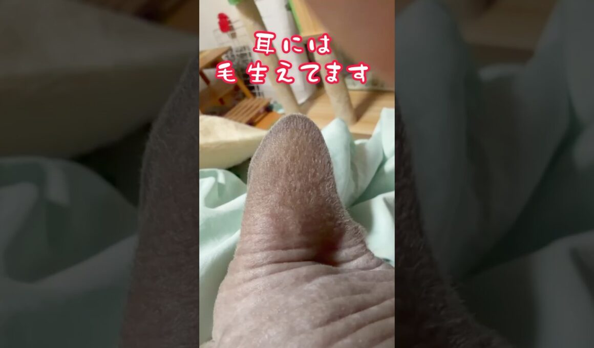 スフィンクス猫チャイ毛もあります#shorts #cat #猫 #猫のいる暮らし #lifewithcats #sphynx