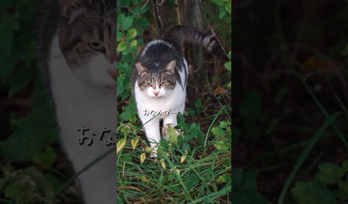 雨に打たれ公園でごはんを待つ捨て猫 #野良猫 #三毛猫