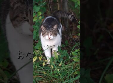 雨に打たれ公園でごはんを待つ捨て猫 #野良猫 #三毛猫
