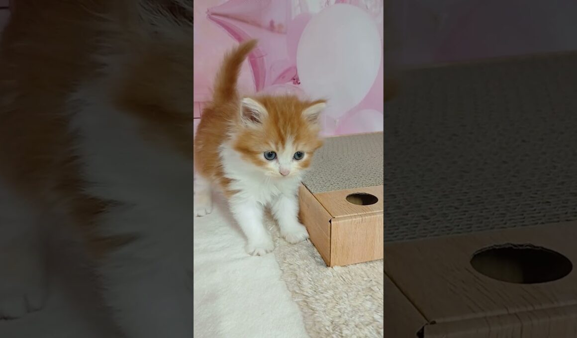 【ご家族様募集中】長足マンチカン女の子♡ #cat #かわいい子猫 #kitten #子猫 #cute #子猫ブリーダー #短足マンチカン #短足ミヌエット #子ネコ #子猫 #好きな子猫