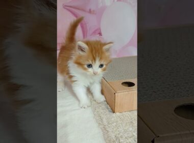 【ご家族様募集中】長足マンチカン女の子♡ #cat #かわいい子猫 #kitten #子猫 #cute #子猫ブリーダー #短足マンチカン #短足ミヌエット #子ネコ #子猫 #好きな子猫