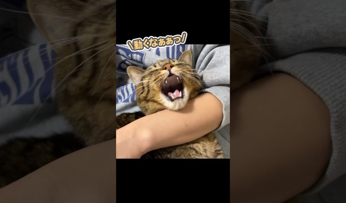 大好きな妻から離れたくなくて、「うにゃうにゃ…」と文句を言う猫