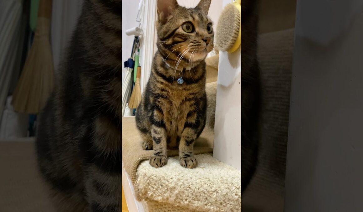 アメショーの両足にハート💕左右対称になってる！　＃アメリカンショートヘア　＃cat  ＃アメショー