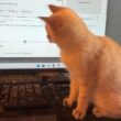 明け方、パソコンモニターのマウスを追いかけるシャム猫の子ネコ雫。時折、モニターへ、ネコパン💦