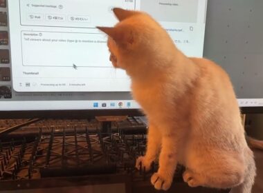 明け方、パソコンモニターのマウスを追いかけるシャム猫の子ネコ雫。時折、モニターへ、ネコパン💦