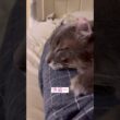 モーニング #ねこ動画 #アメリカンカール #catvideos