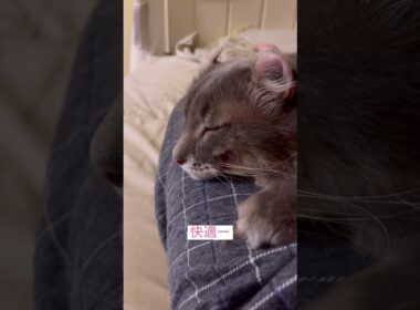 モーニング #ねこ動画 #アメリカンカール #catvideos