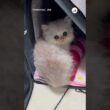 宝石のような瞳で…👀✨|PECO