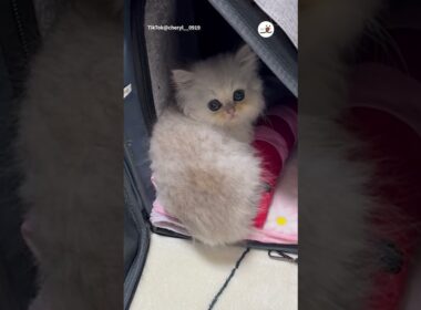 宝石のような瞳で…👀✨｜PECO