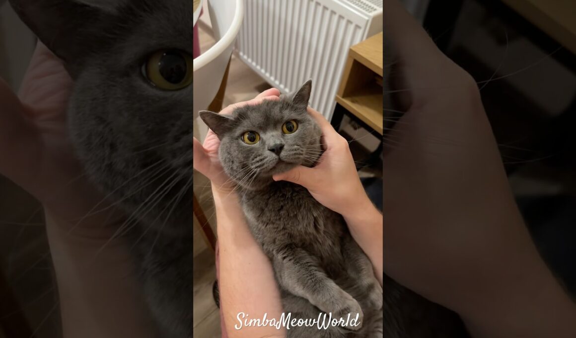 😾 Simba’s Angry Mood Gone Wild 😂🔥 Real Cat Drama #Shorts