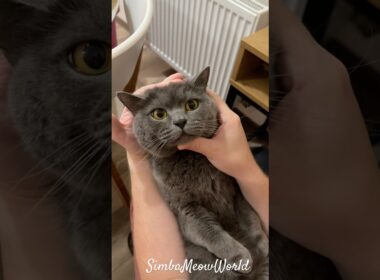 😾 Simba’s Angry Mood Gone Wild 😂🔥 Real Cat Drama #Shorts