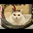 いなくなった子猫を探してる先住猫すーちゃん