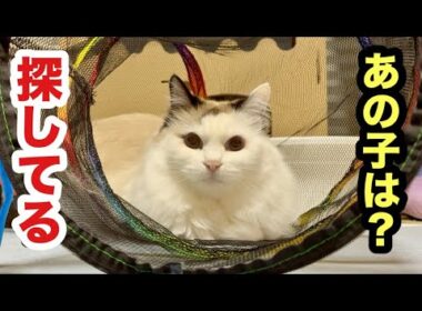 いなくなった子猫を探してる先住猫すーちゃん