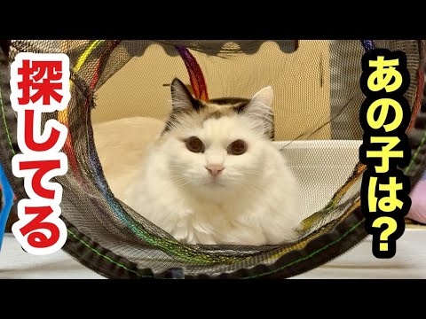 いなくなった子猫を探してる先住猫すーちゃん