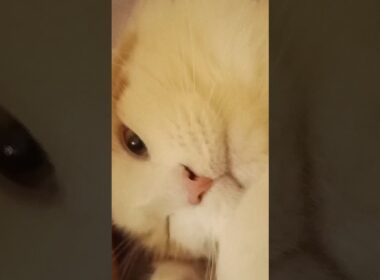 今日のセテさん #メインクーン #猫 #猫のいる暮らし #shorts #cat #mainecoon #catlover​  #catshorts​ #cute​ #cutecat​ #fyp​