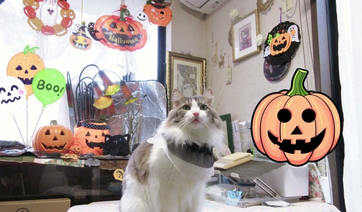 目指せモモ20歳～もうすぐHelloween🎃ミルク６歳の2025年ハロウィン撮影会してみました🎃悪霊でなく被り物を払った猫🙀😅～＃ハロウィン＃ Halloween