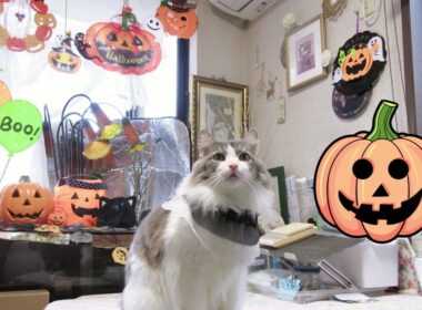 目指せモモ20歳～もうすぐHelloween🎃ミルク６歳の2025年ハロウィン撮影会してみました🎃悪霊でなく被り物を払った猫🙀😅～＃ハロウィン＃ Halloween