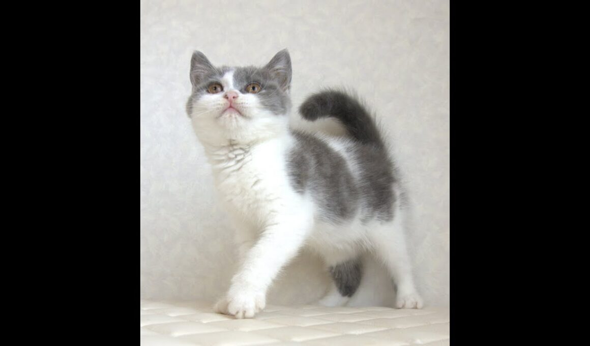 ブリティッシュショートヘアー子猫　British Shorthair　2025.4.14産まれ　　ブルー＆ホワイト　女の子　シーダキャット猫のお店