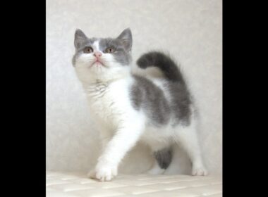 ブリティッシュショートヘアー子猫　British Shorthair　2025.4.14産まれ　　ブルー＆ホワイト　女の子　シーダキャット猫のお店