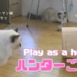 バーマン猫ガブとラフ【ハンターごっこ】Play as a hunter(バーマン猫)Birman/Cat