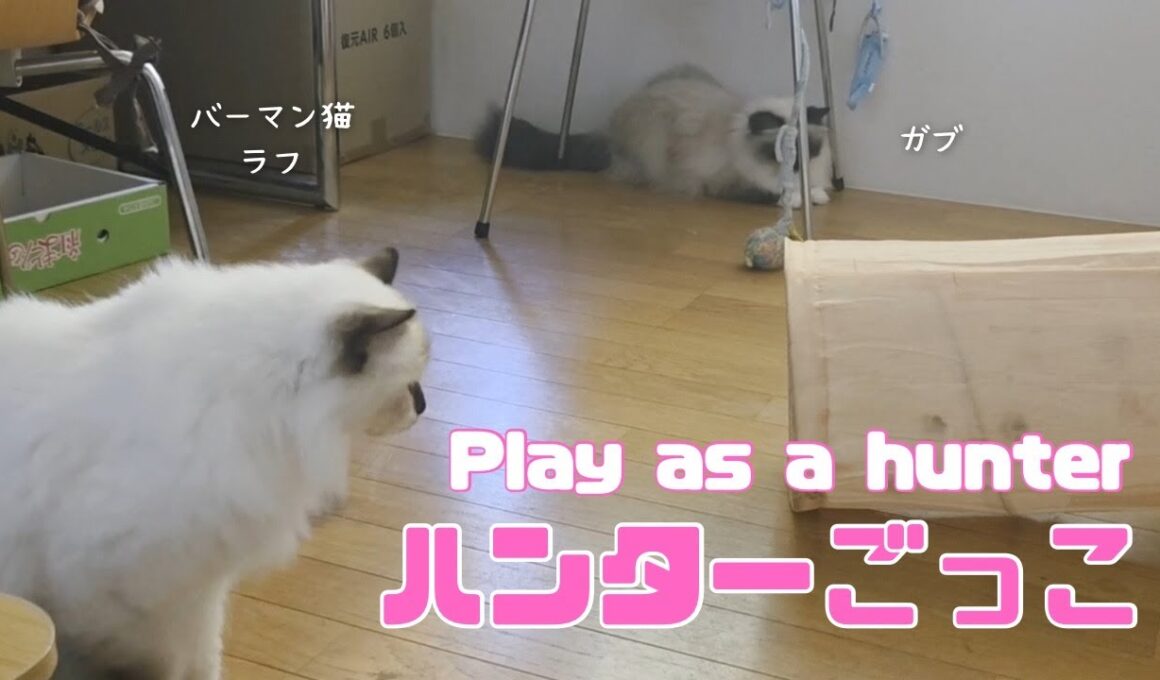 バーマン猫ガブとラフ【ハンターごっこ】Play as a hunter（バーマン猫）Birman/Cat