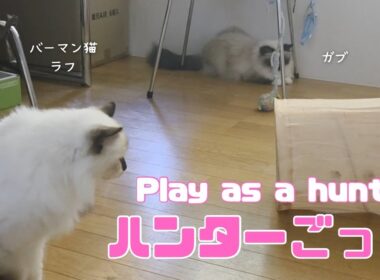 バーマン猫ガブとラフ【ハンターごっこ】Play as a hunter（バーマン猫）Birman/Cat