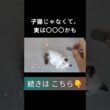 #shorts #ラグドール #子猫 #甘えん坊猫 #ぬいぐるみ猫 #もふもふ #ragdollcat
