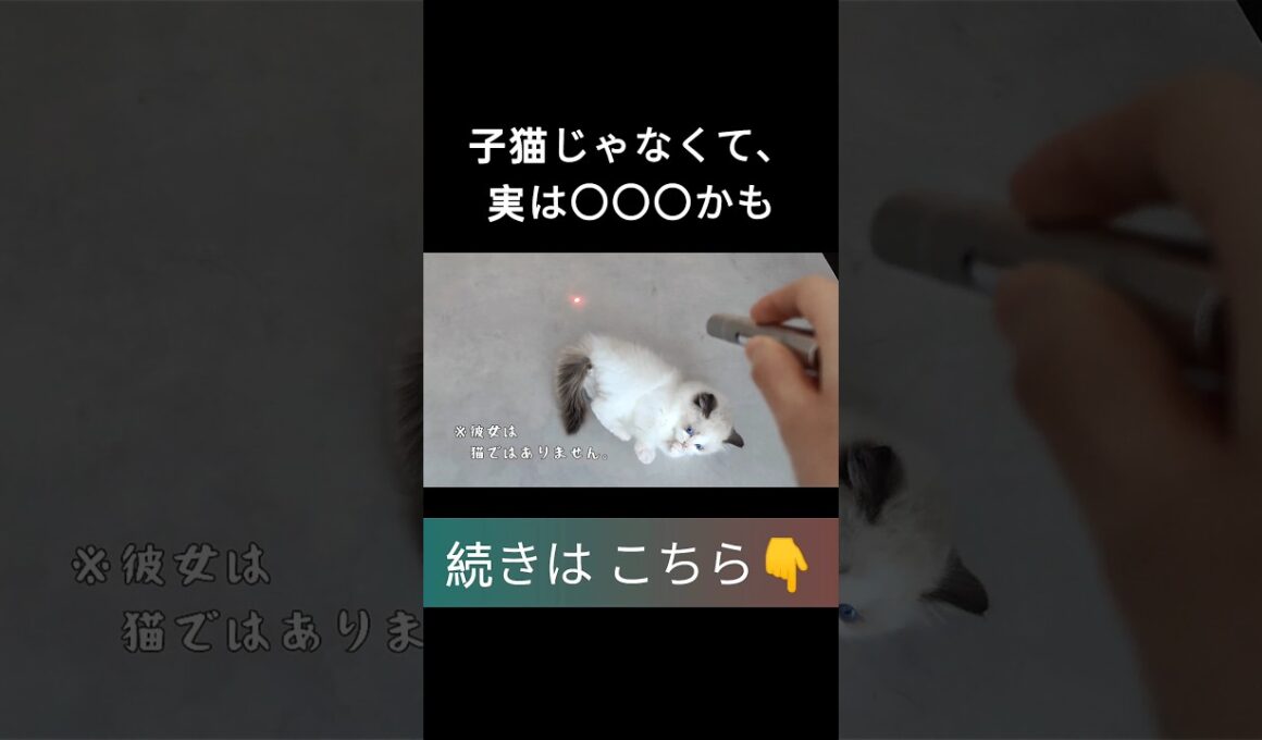 #shorts #ラグドール #子猫 #甘えん坊猫 #ぬいぐるみ猫 #もふもふ #ragdollcat