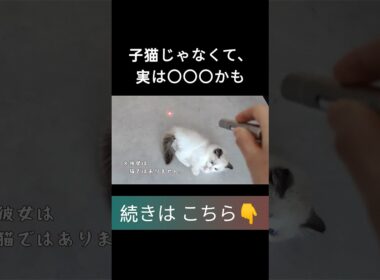 #shorts #ラグドール #子猫 #甘えん坊猫 #ぬいぐるみ猫 #もふもふ #ragdollcat