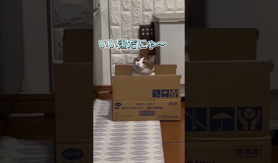 箱が好きすぎる猫さん#cat #アメリカンカール #猫のいる暮らし #cat #はこ#いやし