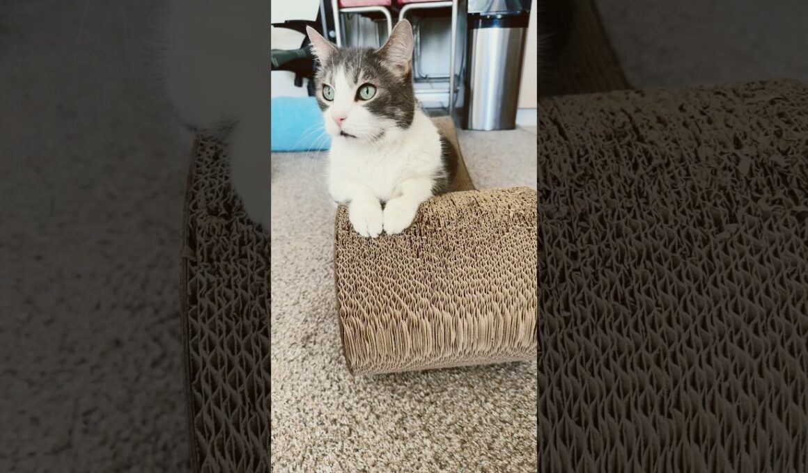 爪とぎをボロボロにする猫