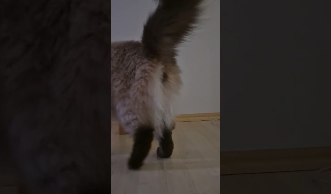Cat chasing video | Our Hairytale