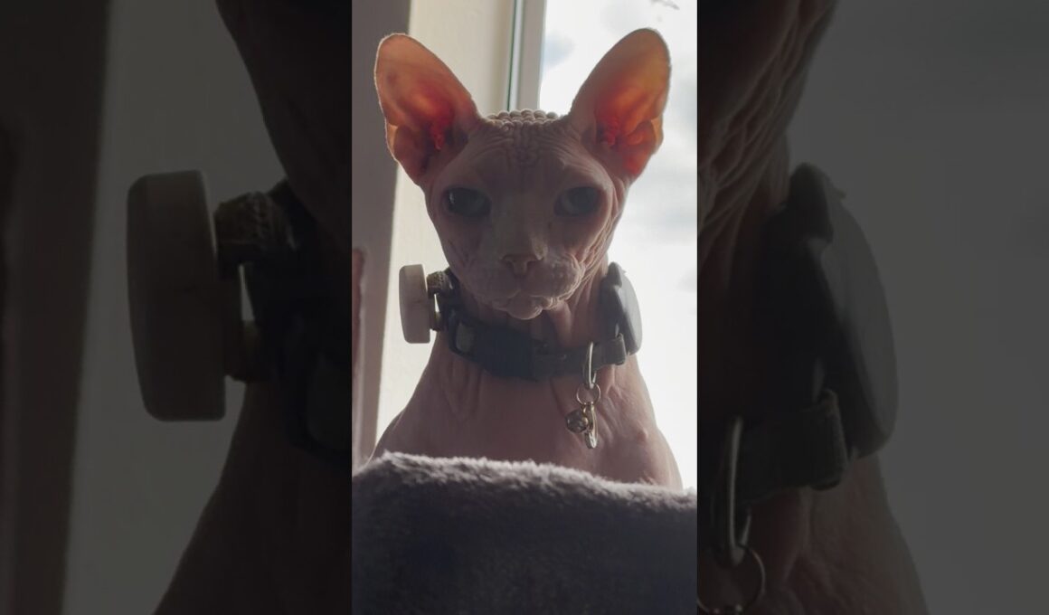 Sphynx Responds to Important Question 😻 #hairlesscats