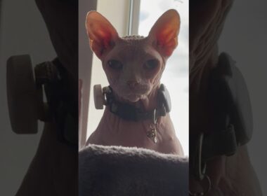 Sphynx Responds to Important Question 😻 #hairlesscats
