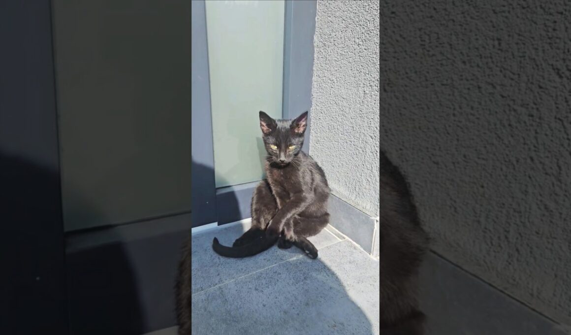 👀 A Morning Surprise at My Door... a Beautiful Bombay Cat or black cat?